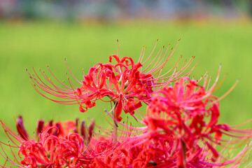 秋の田園に群生する赤い彼岸花の花々