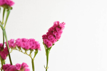 赤紫のスターチス