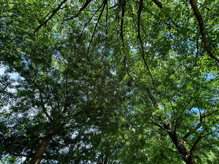 Beautiful tree with green leaves growing under blue sky, bottom view
