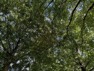 Beautiful tree with green leaves growing under blue sky, bottom view