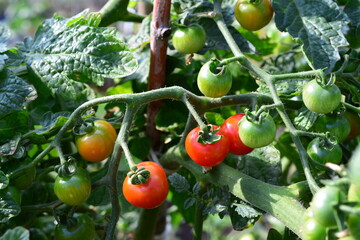 a branch with ripening cherry tomatoes organic gardening