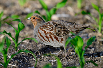 Rebhuhn // Grey partridge (Perdix perdix) - Vogel des Jahres 2026