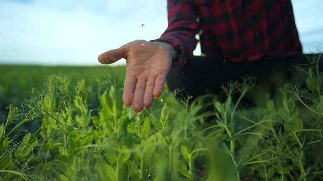 Hand lets water touch plant. Drop rests on green leaf. Nature breathes when hand shares water. Leaf sways. Plant rises under hand care. Water drips slow on leaf. Green stands firm on growing plant.