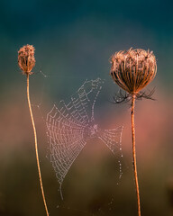 conex&atilde;o de duas plantas com teia com orvalho