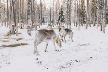 Reindeer eating in snowy forest during winter season