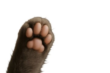 Close-up of a furry cat paw with pink pads and toes, isolated on white background with copy space soft pet detail suitable for veterinary, grooming, or animal-themed designs.