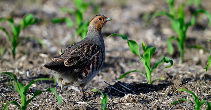 Rebhuhn // Grey partridge (Perdix perdix) - Vogel des Jahres 2026