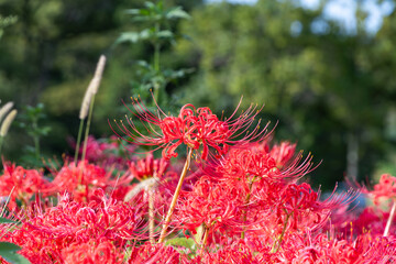 緑の背景に映える一本の彼岸花と群生する花々