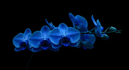 blue flower on black background