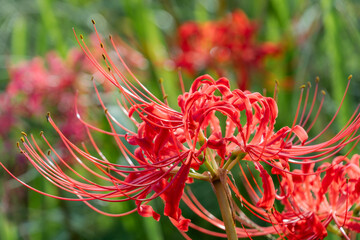 緑の背景に映える赤い彼岸花の花