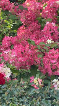 Pink hydrangea flowers in bloom surrounded by lush green leaves, captured in vertical format