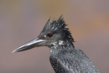 Giant Kingfisher (Megaceryle maxima). Taken in Kruger National park, South Africa.