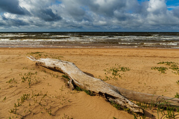 Driftwood on sandy beach by the Baltic Sea under dramatic clouds, peaceful coastal landscape with waves and natural textures, ideal for nature, travel, and environmental concepts