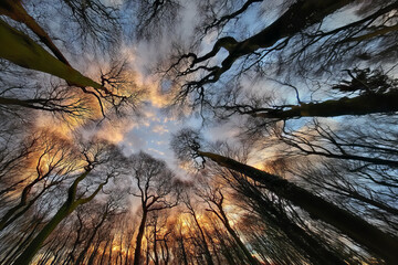Bare tree branches reaching skyward during golden hour sunset