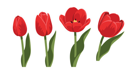 Obraz premium A series of red tulips in varying stages of bloom.