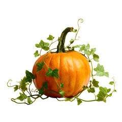 Pumpkin with vines, white isolated background