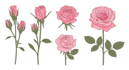 A collection of delicate pink roses with budding and blooming flowers.
