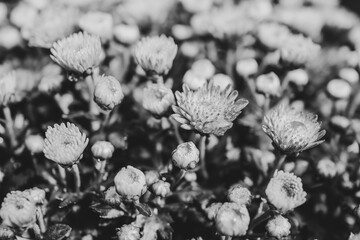 black and white photo of chrysanthemum blossoms at a autumn day