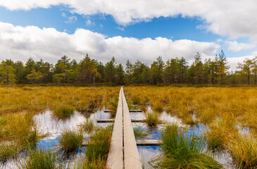 Wooden boardwalk hiking trail through autumn swamp with golden grass, blue sky, and forest reflections, peaceful Scandinavian nature scenery for hiking and ecotourism projects