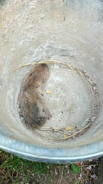 A captured mole rat, a subterranean rodent pest, runs in circles along the bottom of a bucket. Vertical mobile video.