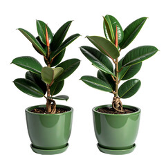 Two identical rubber plants in green ceramic pots, isolated on a black background