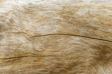 Close-up of a driftwood texture with natural grain pattern and cracks, weathered wooden surface background perfect for design, nature, and organic material concepts