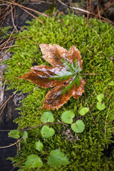 a maple leaf is lying on the floor with green moss