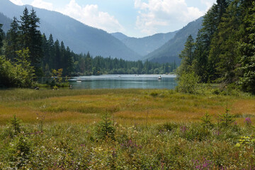 Wiese am Hintersee bei Ramsau, Berchtesgadener Land