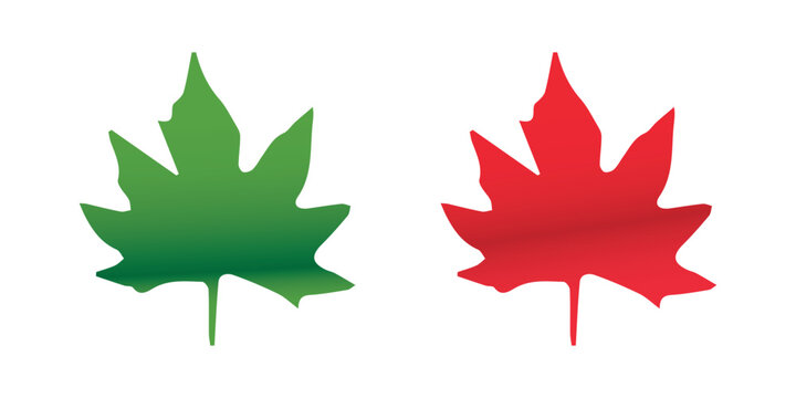 Maple Leaves vector Chinar Leaf Kashmir Logo isolated on white background