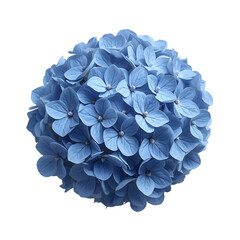 blue flower on white background