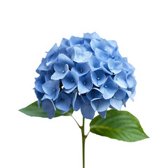 blue hydrangea isolated on white