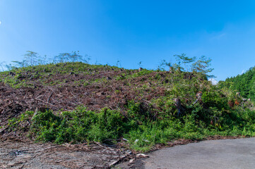 伐採されたはげ山
