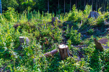 伐採された木の切り株
