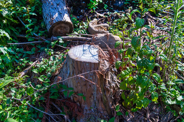 伐採された木の切り株
