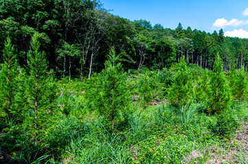 植林した山
