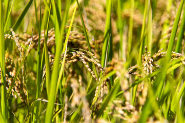 収穫間近の稲穂
