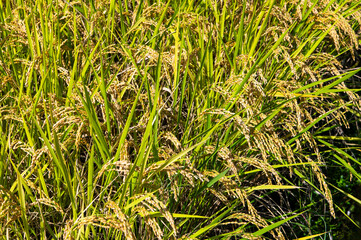 収穫間近の稲穂
