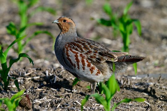 Grey partridge - male // Rebhuhn - M&auml;nnchen (Perdix perdix) 