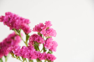 赤紫のスターチス