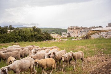 Obraz premium Flock of sheep grazing near ancient stone ruins on cloudy rural landscape. 