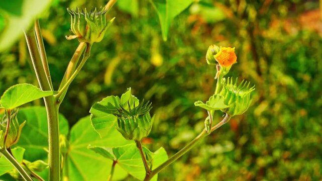 A young Abutilon theophrasti, also known as velvetleaf, velvet plant, velvetweed and the Chinese jute with orange flowers and ripening capsules. Genus of the Malvaceae family, order Malvaceae