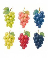 Watercolor set of six grape clusters in different colors on white background. Fresh fruit illustration for wine, food, or Italian design.