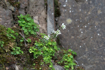 Small white wildflower growing among moss and green plants on rocky surface, symbol of resilience, purity, and harmony with nature