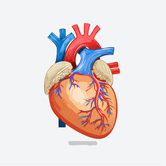 Anatomical Heart Illustration on White Background.