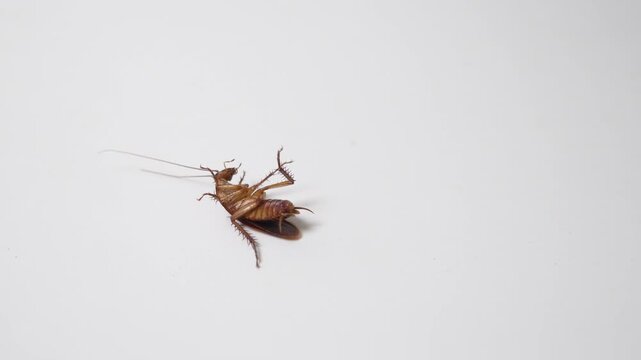 dying cockroach on white background, dirty insect and hygiene concept, 4K footage