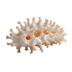 Sea cucumber slice, white isolated background