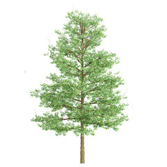 3d illustration of Pin Oak plant isolated on transparent background © Fouzia