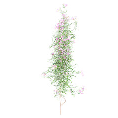 3D rendeing of climbing plant on transparent canvas