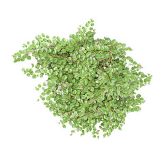 Obraz premium 3D rendeing of Isolated green bower vine leaves on transparent canvas from the top view