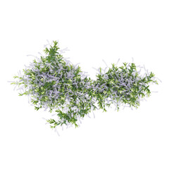 3D rendeing of Ivy creeper plant on transparent canvas from the top view